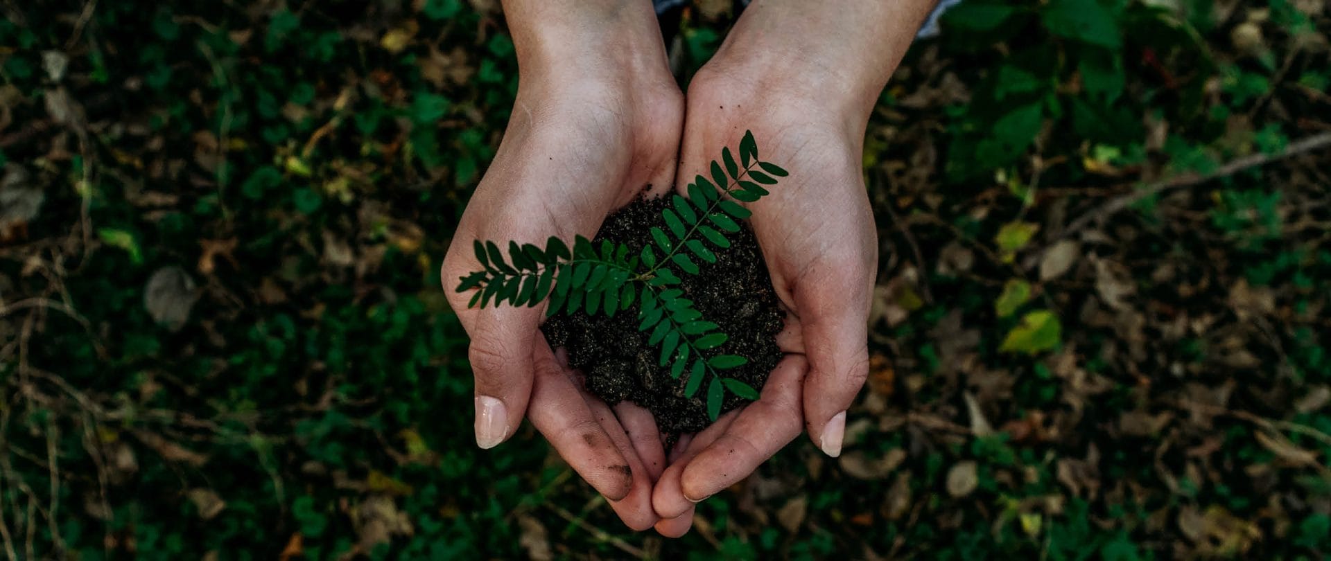 Two female hands holding a small plant